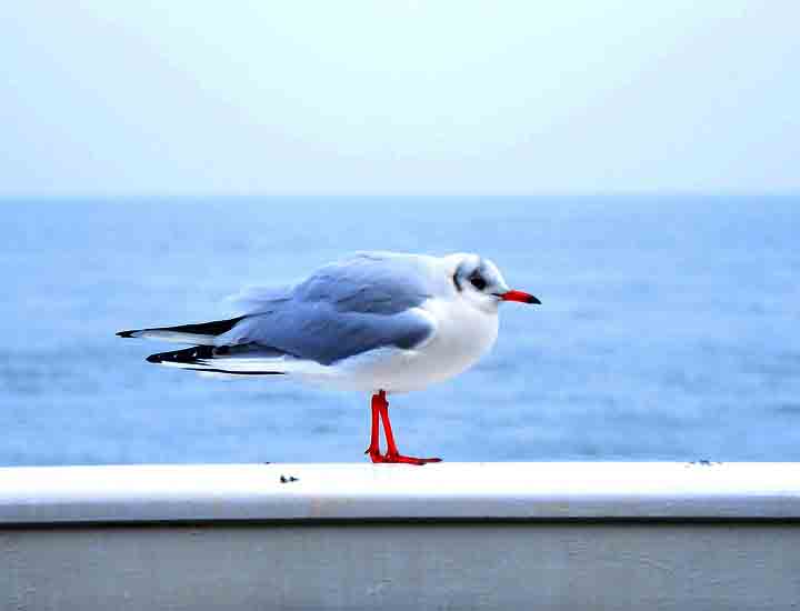 电话轰炸机网页版